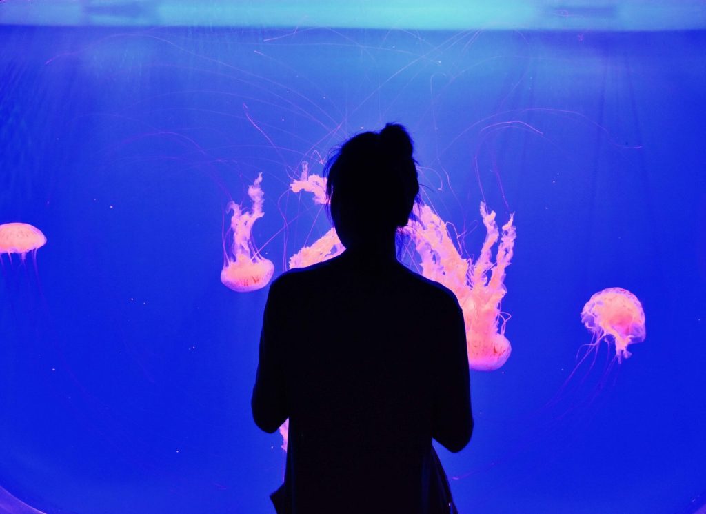 Silhouette of a person watching pink jellyfish glow in a blue-lit aquarium, reminiscent of the seamless flow and clarity offered by ESG Management Software.