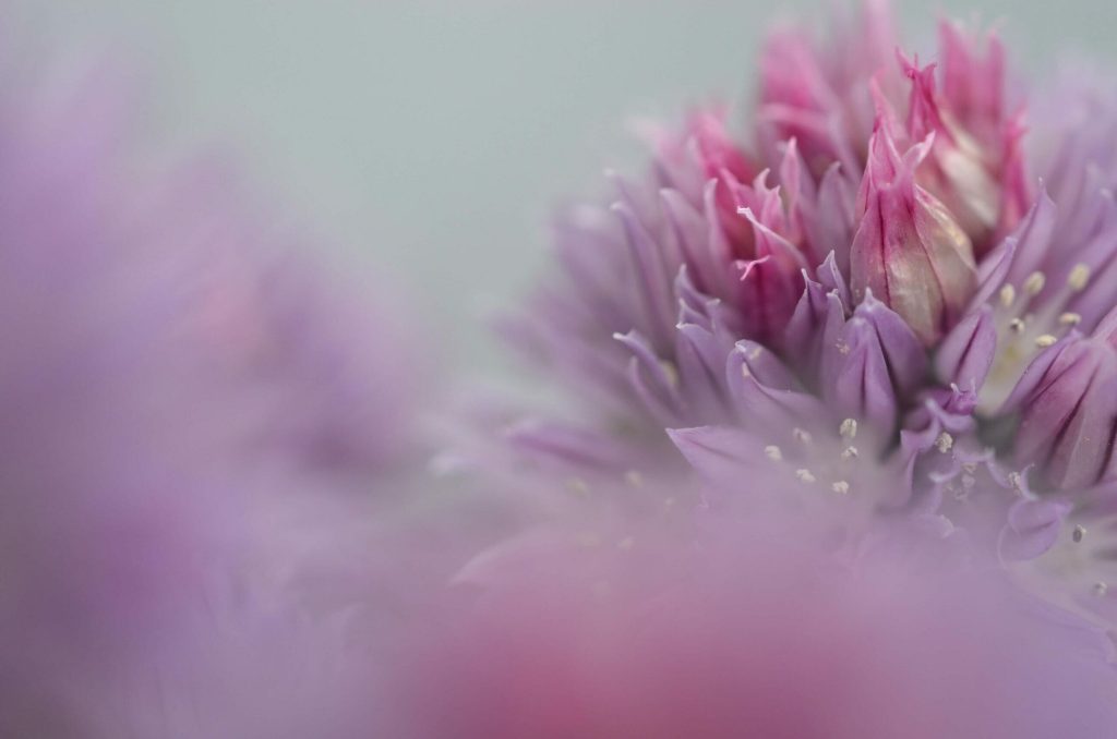 SFDR Article 9 Blog Pink Flower Photo Cority