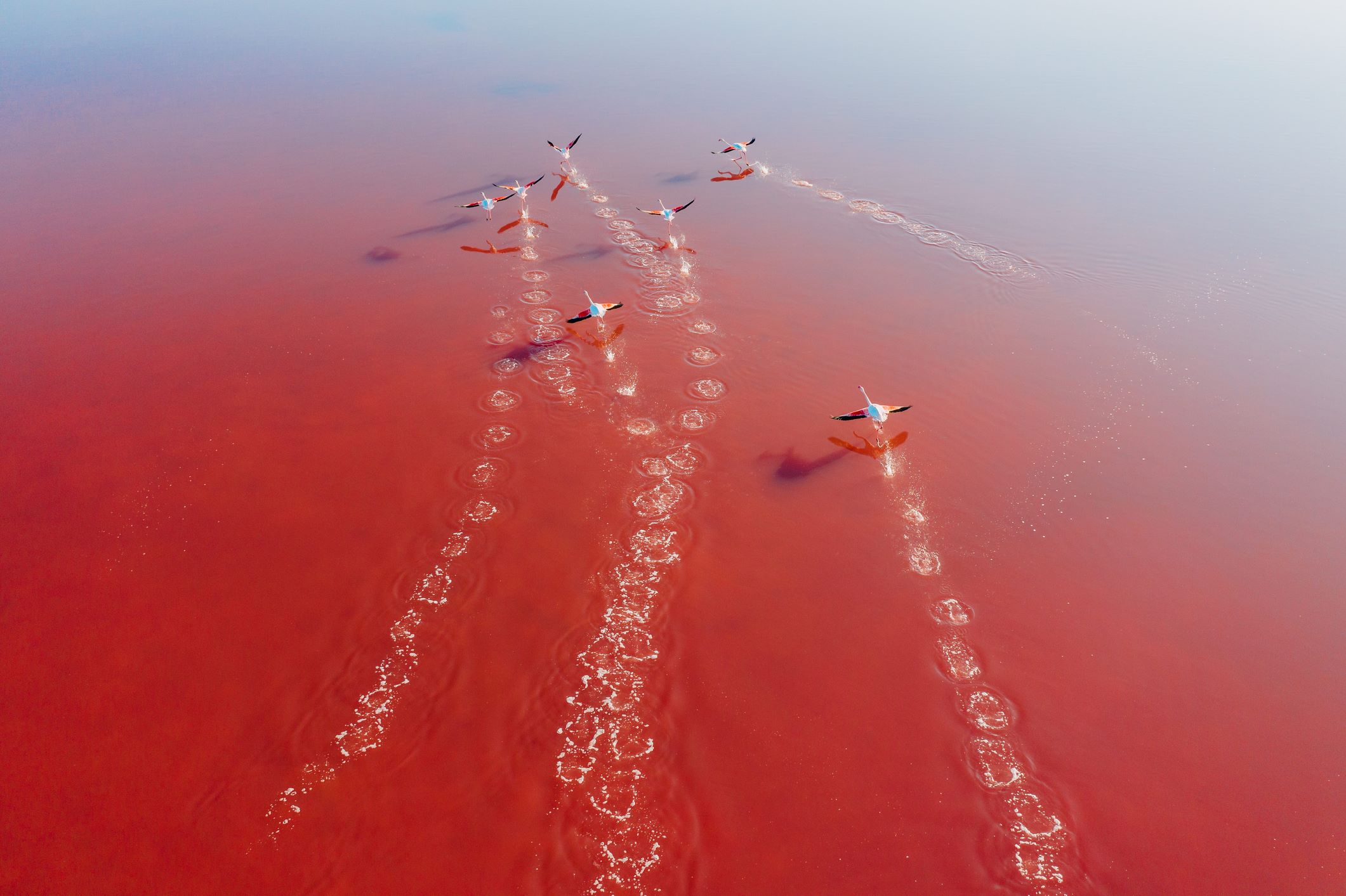 us sec climate rule blog birds flying pink cority