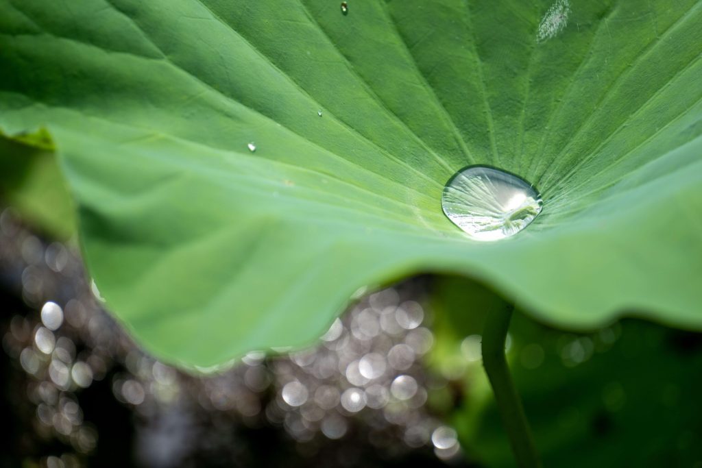 environmental compliance blog leaf photo cority