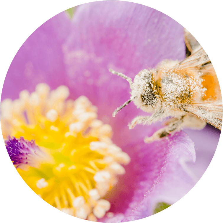 A close-up of a bee covered in pollen on the petals of a vibrant purple and yellow flower, captured in a circular frame—symbolizing the harmony of nature and Sustainability at Cority.
