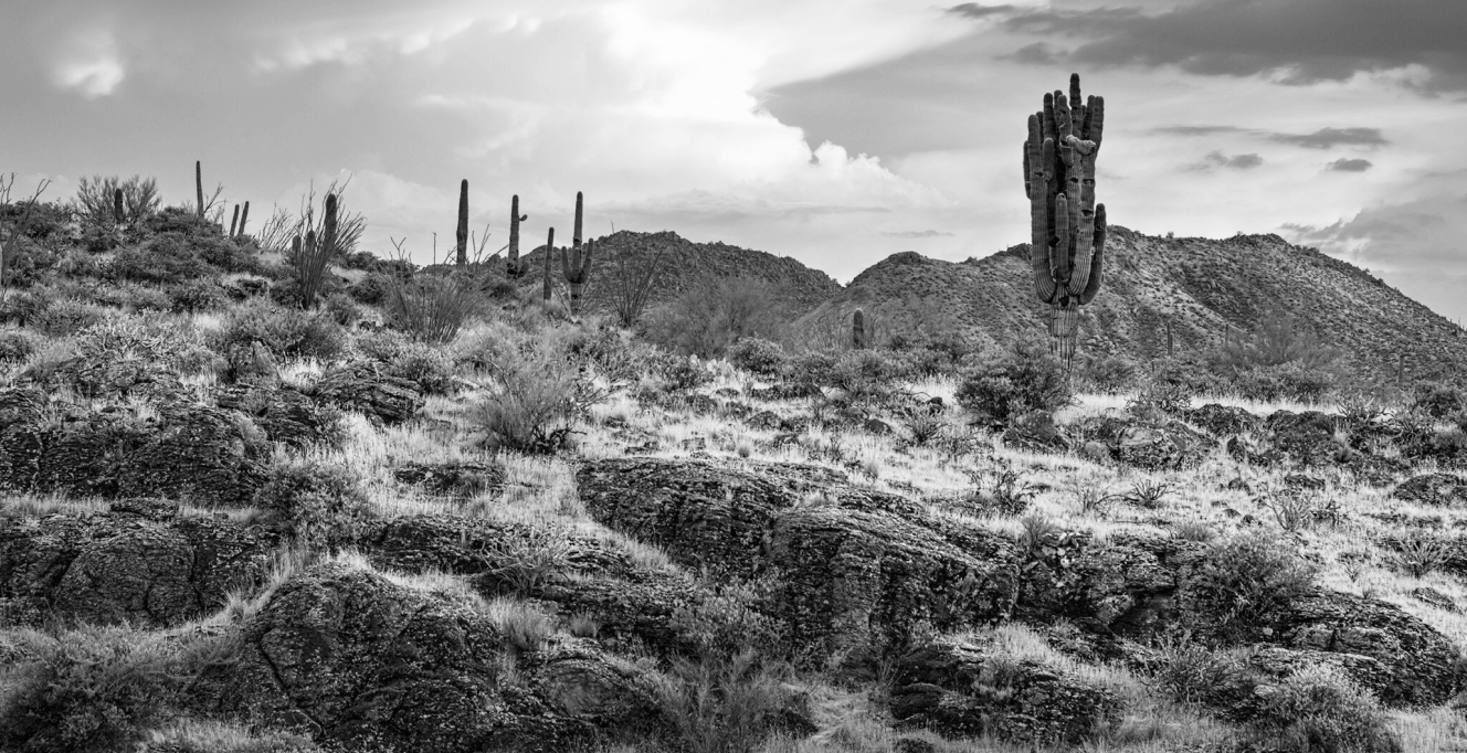 Black and white photo of a desert landscape with rocky terrain, sparse vegetation, and several tall saguaro cacti. Hills are seen in the background under a cloudy sky.
