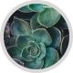 Close-up view of a green succulent plant with thick, rounded leaves arranged in a rosette pattern, bordered by a circular white frame. Close-up view of a green succulent plant with thick, rounded leaves arranged in a rosette pattern, bordered by a circular white frame.